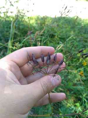 Broadleaf chervil(Chaerophyllum aromaticum)
