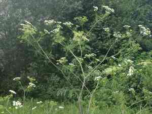 Turnip-root chervil(Chaerophyllum bulbosum)