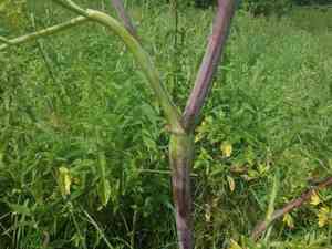 Turnip-root chervil(Chaerophyllum bulbosum)