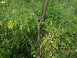Turnip-root chervil(Chaerophyllum bulbosum)