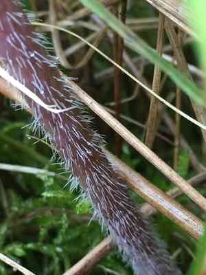 Turnip-root chervil(Chaerophyllum bulbosum)