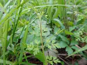 Spreading chervil(Chaerophyllum procumbens)