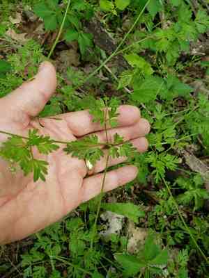 Spreading chervil(Chaerophyllum procumbens)