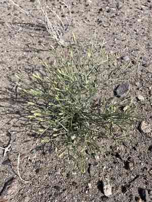 Wheeler's skeletonweed(Chaetadelpha wheeleri)