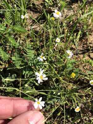 Arkansas leastdaisy(Chaetopappa asteroides)