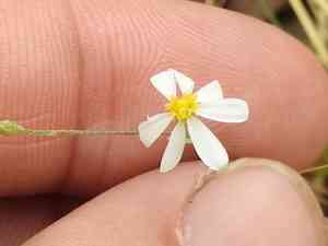 Arkansas leastdaisy(Chaetopappa asteroides)