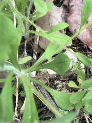 Whiteray leastdaisy(Chaetopappa bellidifolia)