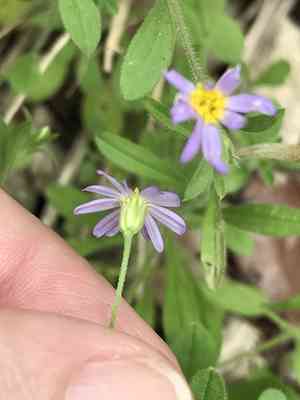 Whiteray leastdaisy(Chaetopappa bellidifolia)