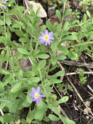 Whiteray leastdaisy(Chaetopappa bellidifolia)
