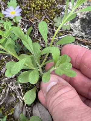 Whiteray leastdaisy(Chaetopappa bellidifolia)