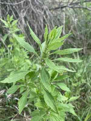 False motherwort(Chaiturus marrubiastrum)