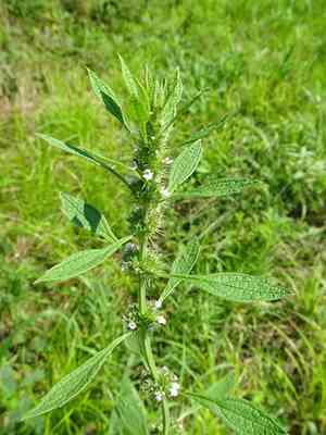 False motherwort(Chaiturus marrubiastrum)