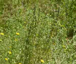 False motherwort(Chaiturus marrubiastrum)