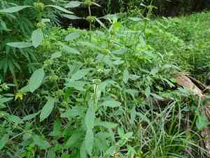 False motherwort(Chaiturus marrubiastrum)