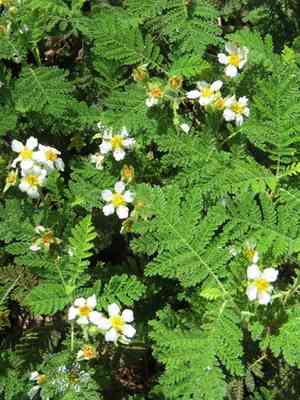 Bearmat(Chamaebatia foliolosa)