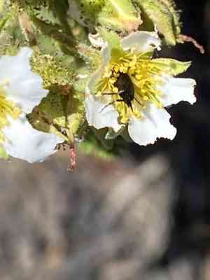 Bearmat(Chamaebatia foliolosa)