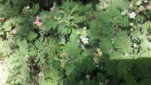 Bearmat(Chamaebatia foliolosa)