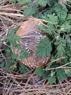 Bearmat(Chamaebatia foliolosa)