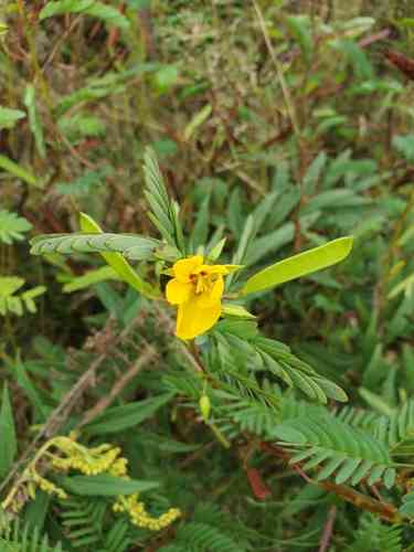 Partridge pea(Chamaecrista fasciculata)