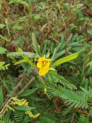Partridge pea(Chamaecrista fasciculata)
