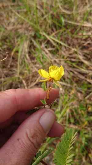 Partridge pea(Chamaecrista fasciculata)