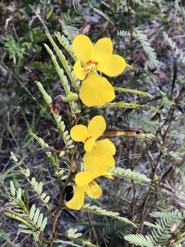 Partridge pea(Chamaecrista fasciculata)