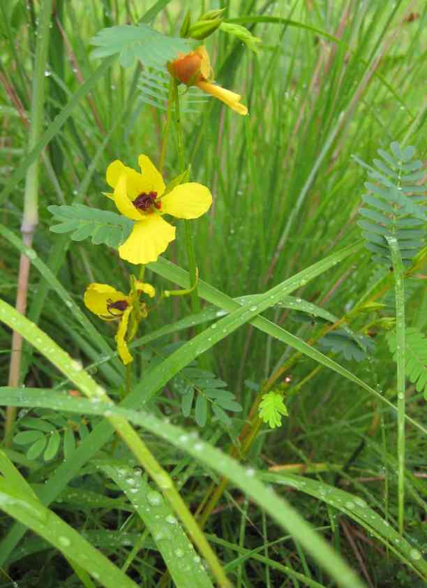 Partridge pea(Chamaecrista fasciculata)