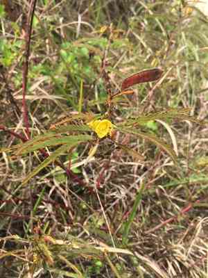 Chamaecrista(Chamaecrista mimosoides)