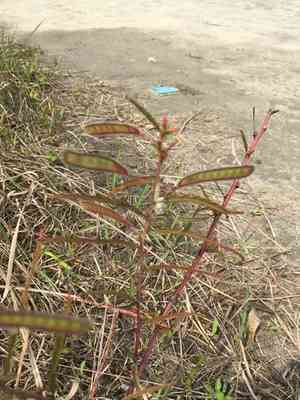 Chamaecrista(Chamaecrista mimosoides)