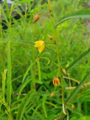 Chamaecrista(Chamaecrista mimosoides)