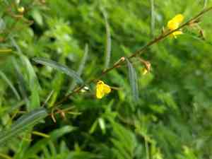 Chamaecrista(Chamaecrista mimosoides)