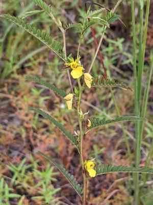 Sensitive Partridge Pea(Chamaecrista nictitans)