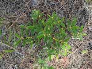 Sensitive Partridge Pea(Chamaecrista nictitans)