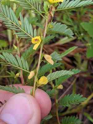 Sensitive Partridge Pea(Chamaecrista nictitans)