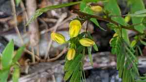 Sensitive Partridge Pea(Chamaecrista nictitans)