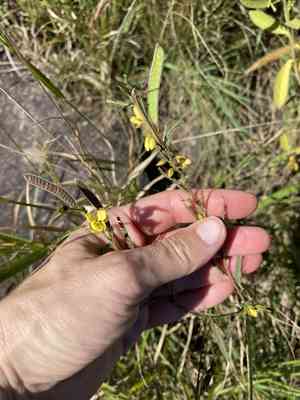 Chamaecrista (Chamaecrista)(Chamaecrista)