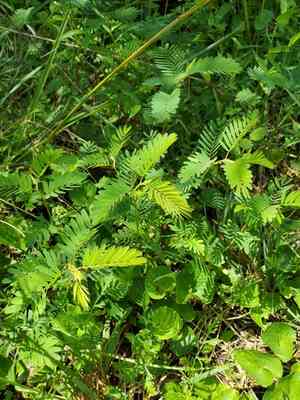 Chamaecrista (Chamaecrista)(Chamaecrista)