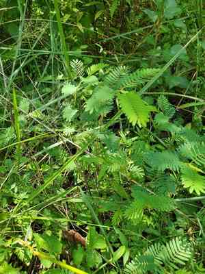 Chamaecrista (Chamaecrista)(Chamaecrista)