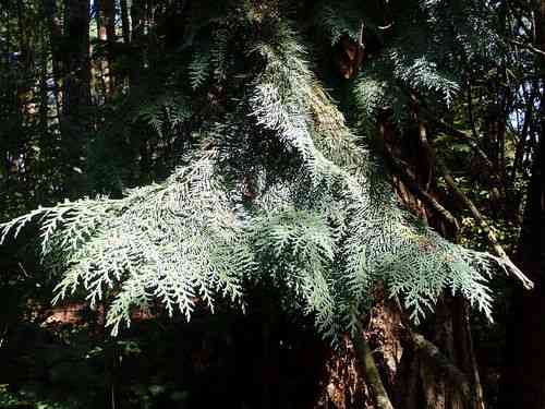 Lawson's cypress(Chamaecyparis lawsoniana)