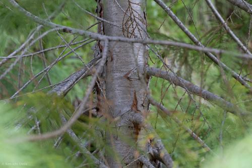 Lawson's cypress(Chamaecyparis lawsoniana)