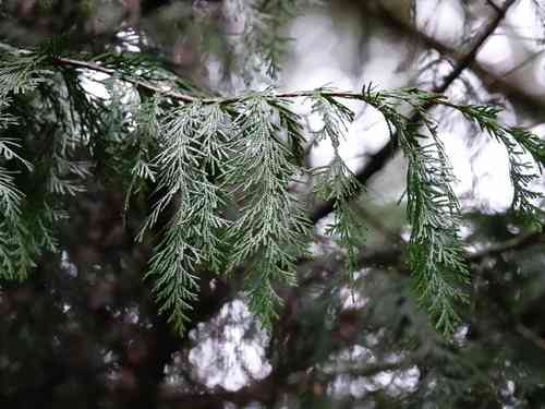 Lawson's cypress(Chamaecyparis lawsoniana)