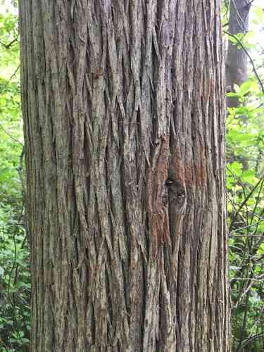 Atlantic white cedar(Chamaecyparis thyoides)