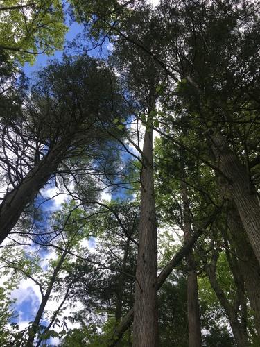 Atlantic white cedar(Chamaecyparis thyoides)