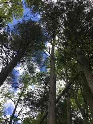 Atlantic white cedar(Chamaecyparis thyoides)