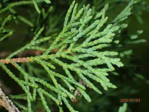 Atlantic white cedar(Chamaecyparis thyoides)
