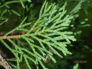 Atlantic white cedar(Chamaecyparis thyoides)