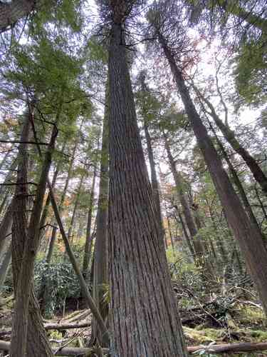 Atlantic white cedar(Chamaecyparis thyoides)
