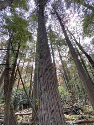 Atlantic white cedar(Chamaecyparis thyoides)