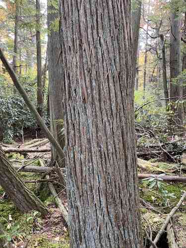 Atlantic white cedar(Chamaecyparis thyoides)