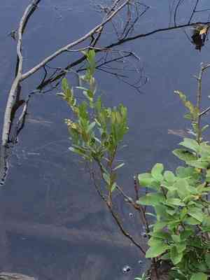 Leather-Leaf(Chamaedaphne calyculata)